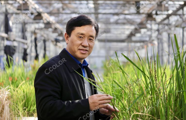 人物类：徐建龙 ，中国农业科学院水稻分子设计技术与应用创新团队首席专家